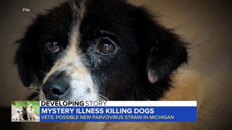 Mystery Illness Killing Dogs In Michigan Good Morning America