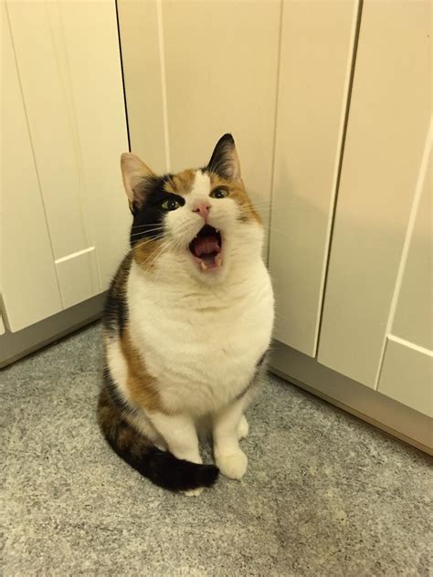My cat believes she is the Lion King : r/cats