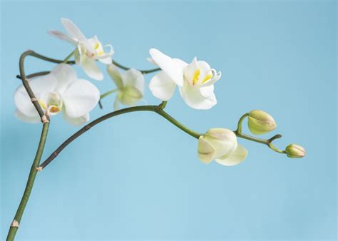 Learn How To Care Of Phalaenopsis Orchids Online Plants Nz