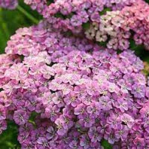 Achillea Rainbow Ending Blue