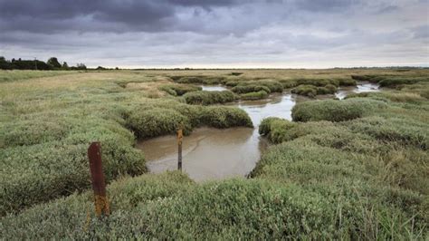 Saltmarsh At Northey Island Essex National Trust