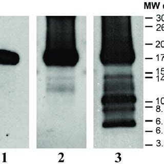 Western Blot Analysis Of Pk Resistant Gpi Prp Sc Unpurified Gpi Prp