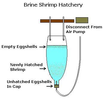 How to Hatch Your Own Brine Shrimp