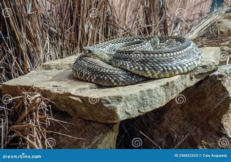 Crotalus Durissus Snake, or South American Rattlesnake. Brazilian Cascavel Stock Image - Image ...