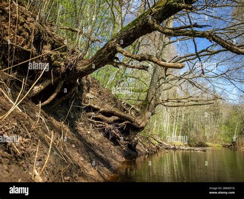 Landscape With River Bank Tree Roots On The Trunk Of The River Bank