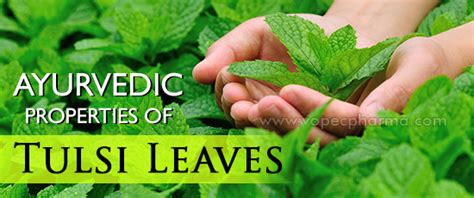 ayurvedic properties  tulsi leaves medicinal properties  tulsi