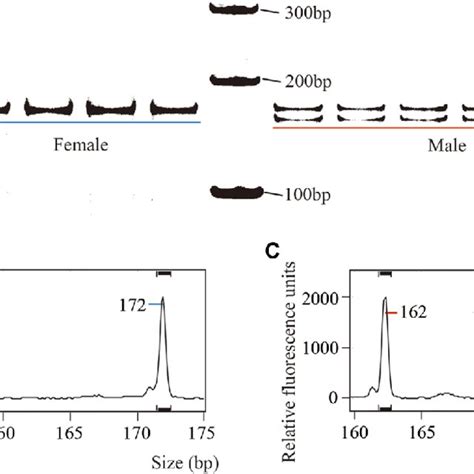 Pcr Genotyping Of Sex Differences In Rumex Hastatulus Using Page And