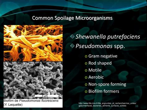 Ppt Food Spoilage Stinkies” Slimies” And Biofilms Powerpoint