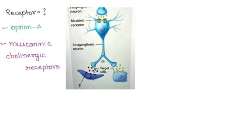 SOLVED: Anterior horn, Lateral horn, Posterior horn Anterior root ...