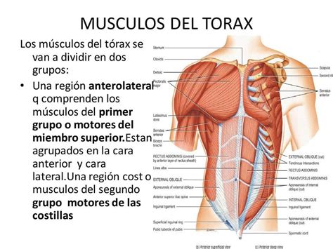 Músculos del Tórax Nicole Cruz uDocz