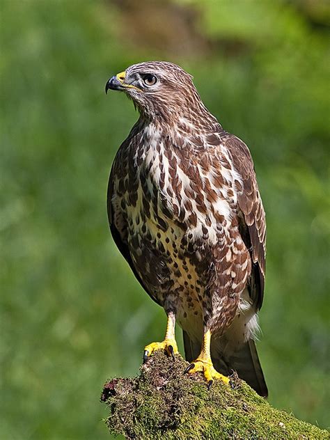 49 Birds Of Argentina - The Worlds Rarest Birds