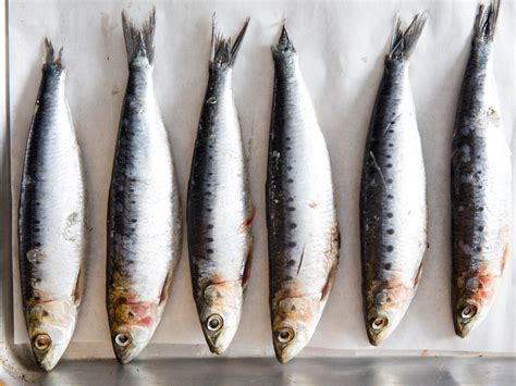 Fresh Sardines Gutted 1kg The Fish Company Ltd