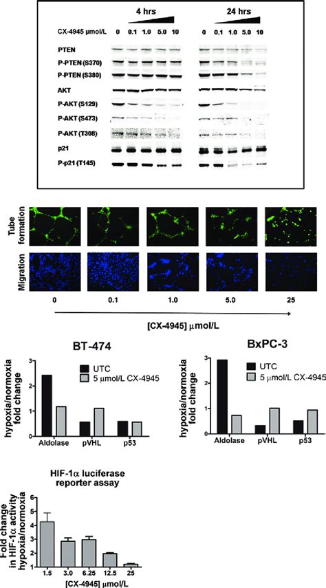 A Effects Of Cx On Proangiogenic Signaling Under Normoxia And