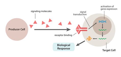 Growth Factors And Cytokines Abm Inc