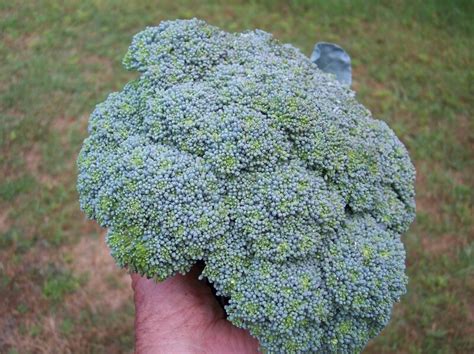 PlantFiles Pictures Brassica Broccoli Green Magic Brassica