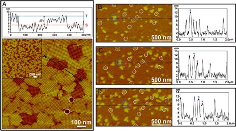 A AFM Height Profile And Height Image Of 2D S Layers Assembled On