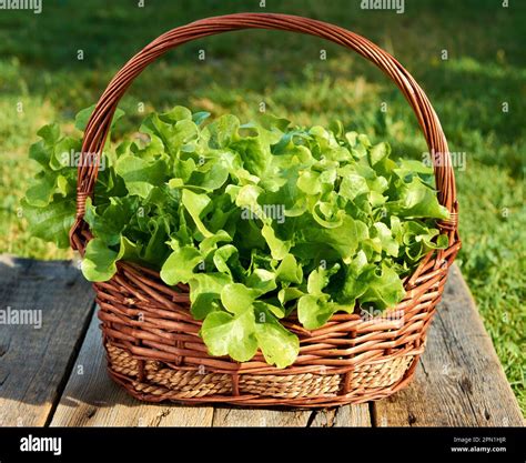 Green Oak Iceberg Lettuce Green Leaf Lettuce Salad Plant Hydroponic