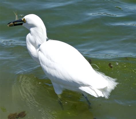 Shoreline Park 5/16/20- Birds — Mike Stocker's Photography