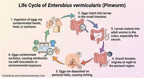 Enterobius Vermicularis - Enterobius Vermicularis Ova Diagram