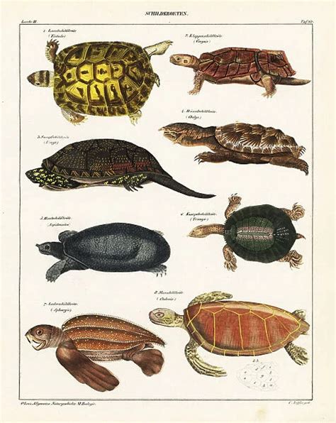 Tortoise and turtle species Our beautiful Wall Art and Photo Gifts ...