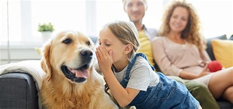 Seguros De Mascotas Perros Y Gatos Mapfre Colombia