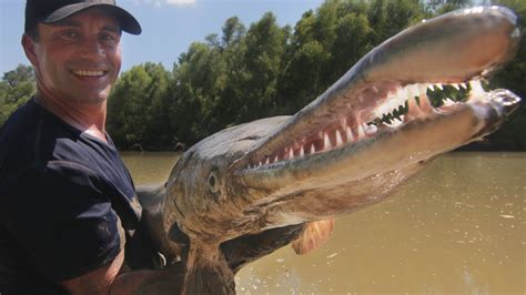 Ce Poisson Est Un Dinosaure Vivant Cyril Chauquet Youtube