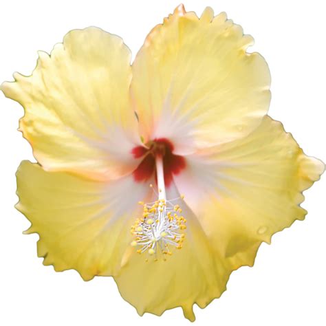 Yellow Hibiscus Hibiscus Flowers Yellow Flowers Flower Png Images