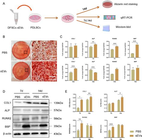 Dfscs Sevs Facilitated Osteogenic Differentiation Of Pdlscs A