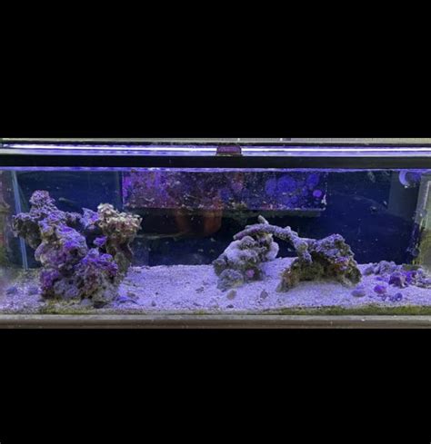 Build Thread - 55 gallon | Reef2Reef