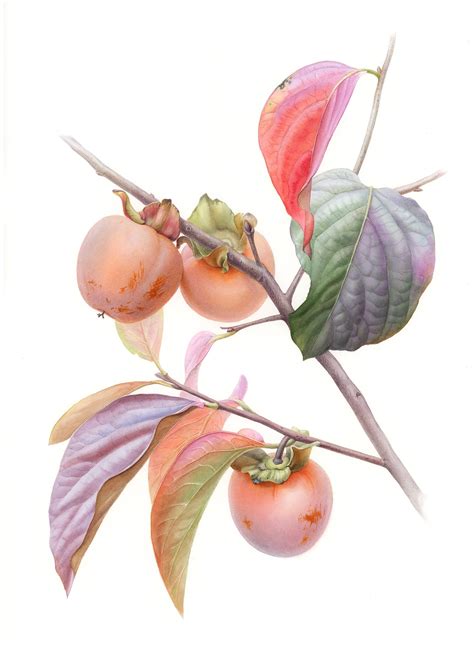 Botanical Art Print of Persimmon Fruit Watercolor Painting, Giclee
