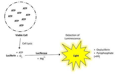 Cell Viability Assays Profacgen