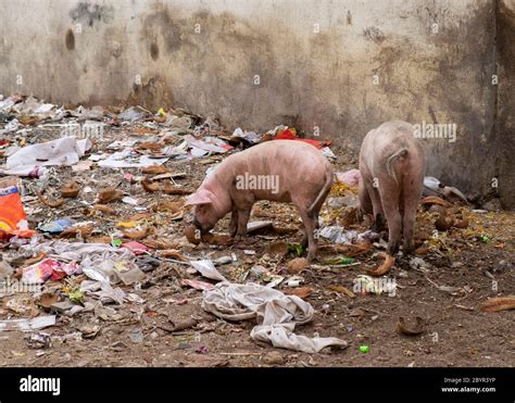 Pigs In Garbage Hi Res Stock Photography And Images Alamy