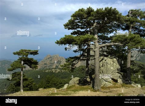 European Black Pine Austrian Pine Black Pine Corsican Pine Pinus