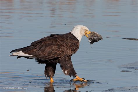 Adult Bald Eagle with carp head – Feathered Photography