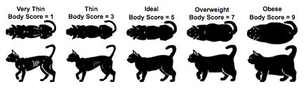 Ideal Cat Weight Chart