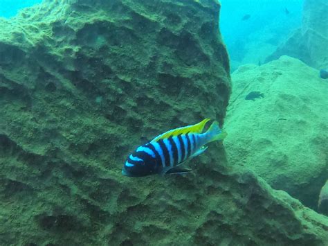 Cichlids Of Lake Malawi Blue Zebra Island Lodge Malawi