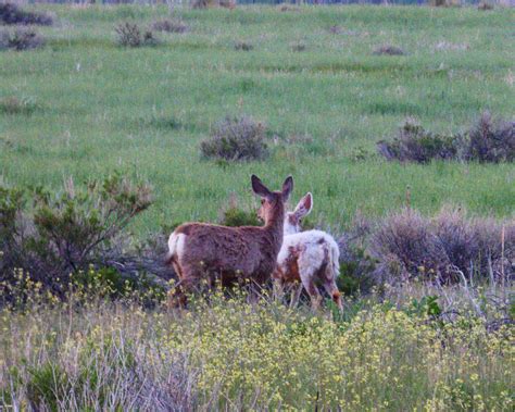 Mule Deer Gary W Hawley Flickr