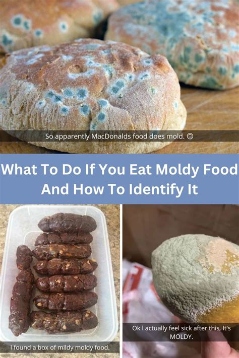 Mold Is A Common Cause Of Food Deterioration Moldy Food Has An