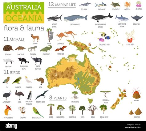 Flora Y Fauna De Australia Stock Vektorgrafiken Kaufen Alamy