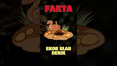 Fakta Ekor Ular Derik YouTube