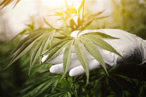 The 5 Best Edibles For Sex Canna Provisions