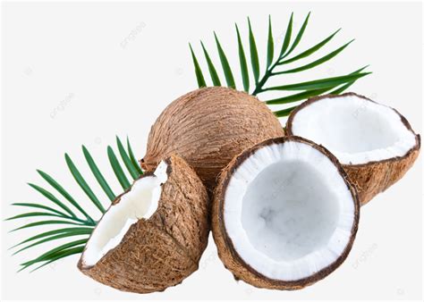 Coconut Realistic Vector Coconut Plant Realistic Png Transparent