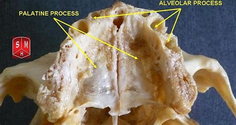 Maxilla Bone - The Definitive Guide | Biology Dictionary