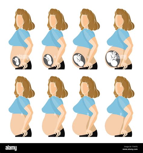 Pregnant Stages Stock Vector Images Alamy