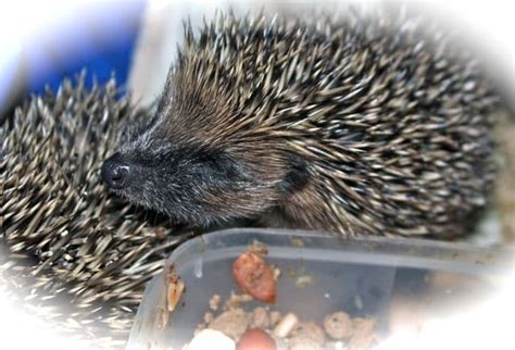 Baby Hedgehog Rescue Pet Samaritans