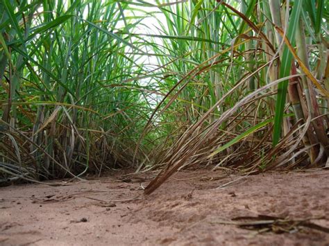 Espaçamento adequado em plantação de cana Revista Cultivar