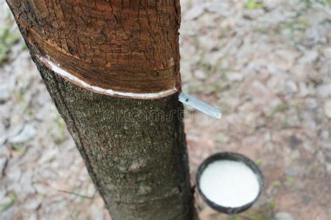 Rubber Tapping Tapping Latex Rubber Tree Rubber Latex Extracted From