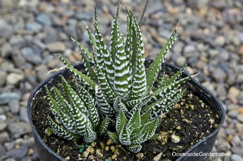 Haworthia Attenuata Big Band Oceanside Garden