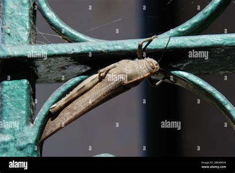 Grillen heuschrecken Fotos und Bildmaterial in hoher Auflösung Alamy