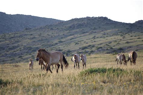 Onde Os Cavalos Vivem
